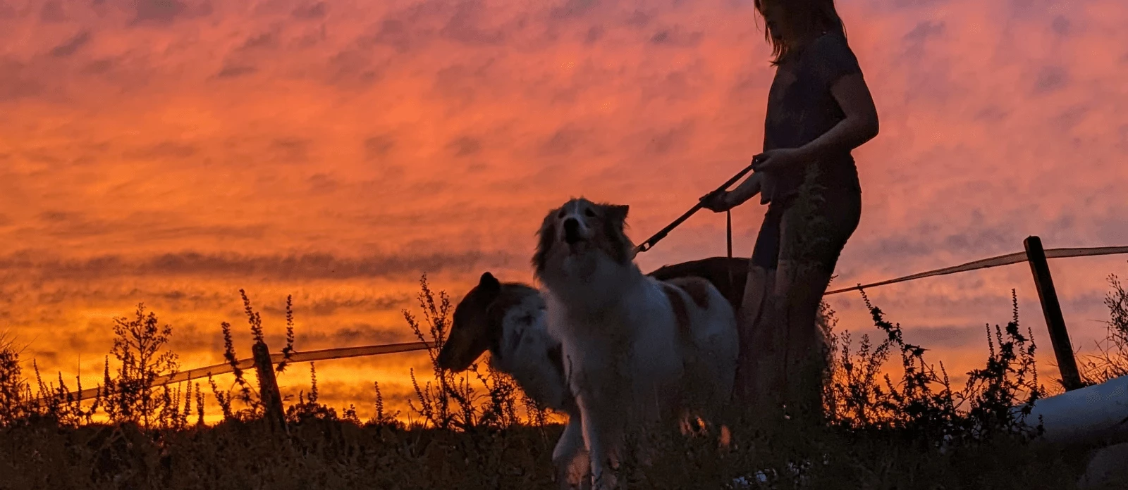down main veterinary clinic